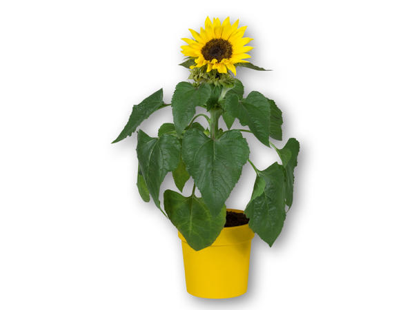 Solsikke