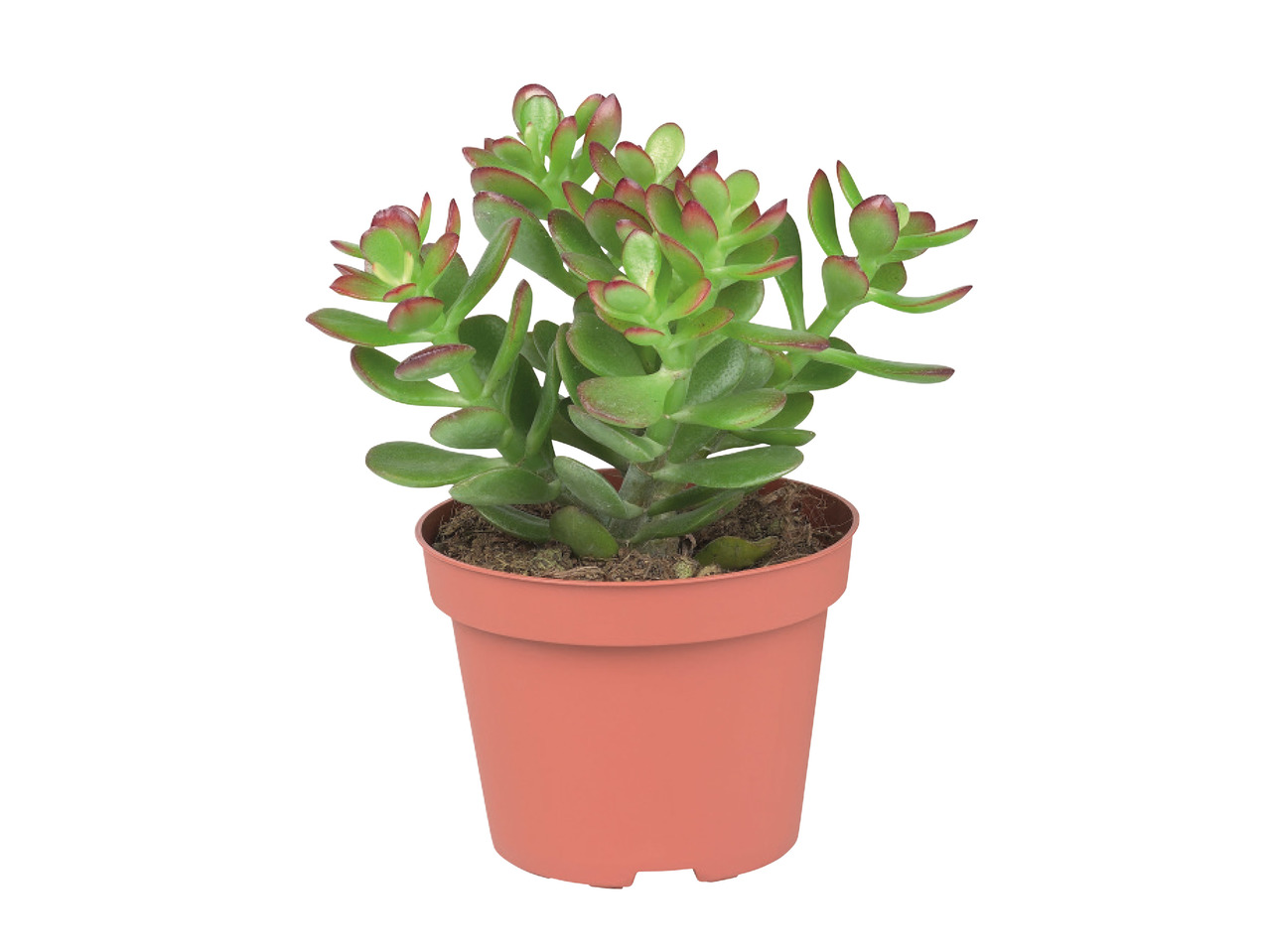 Succulents1