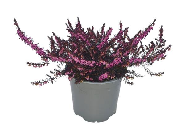 Large Flowering Heather