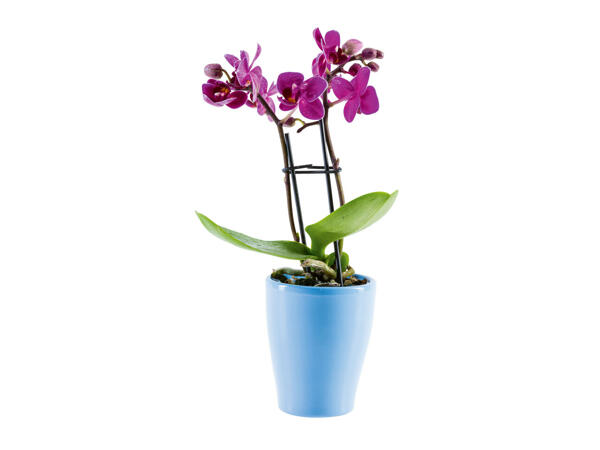 Mini-orchidée dans un pot en céramique