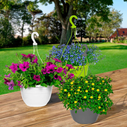 Hængeplanter