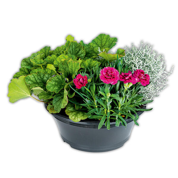 Trio Herbst Mix XL