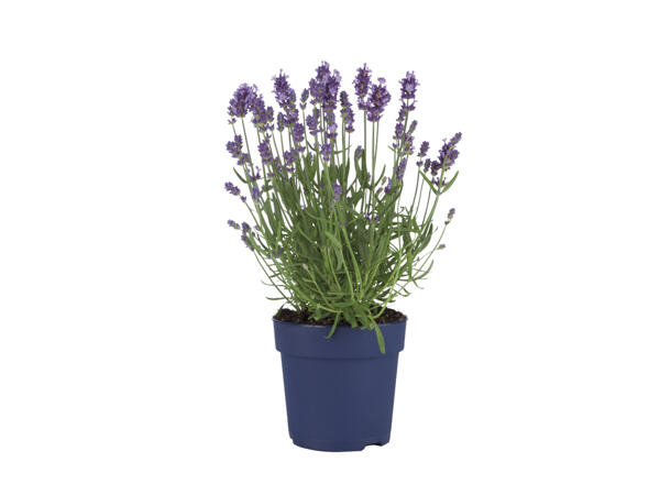 English Lavender