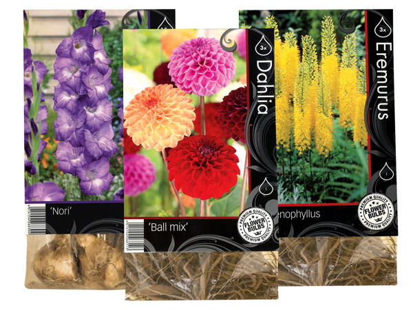 Herbstblumenzwiebeln Premium