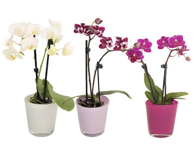 MINI-ORCHIDÉE