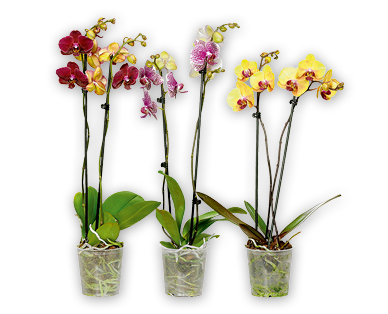 GARDENLINE(R) Phalaenopsis 2 Rispen