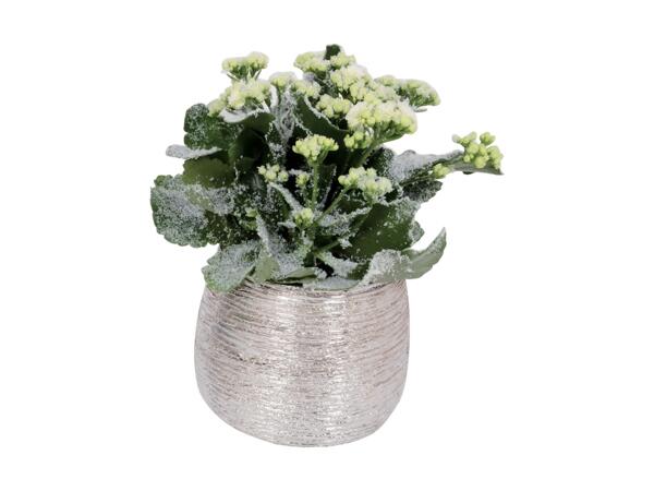 Frosty Kalanchoe