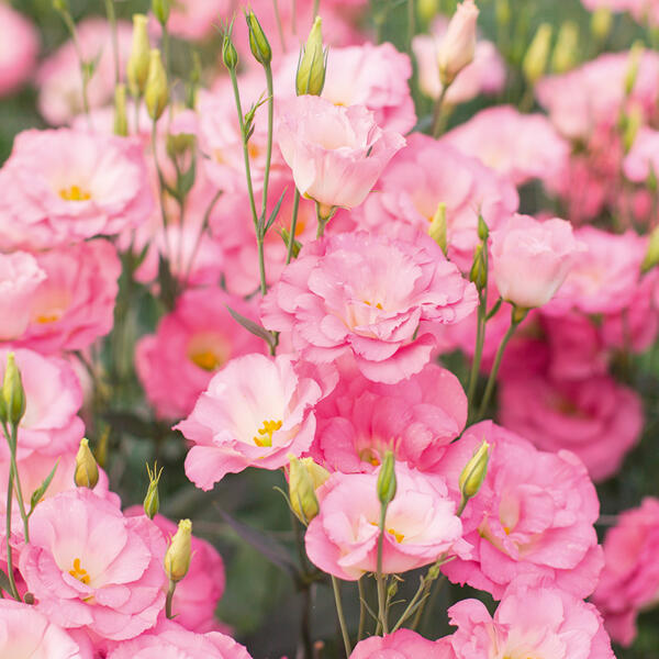 Eustoma