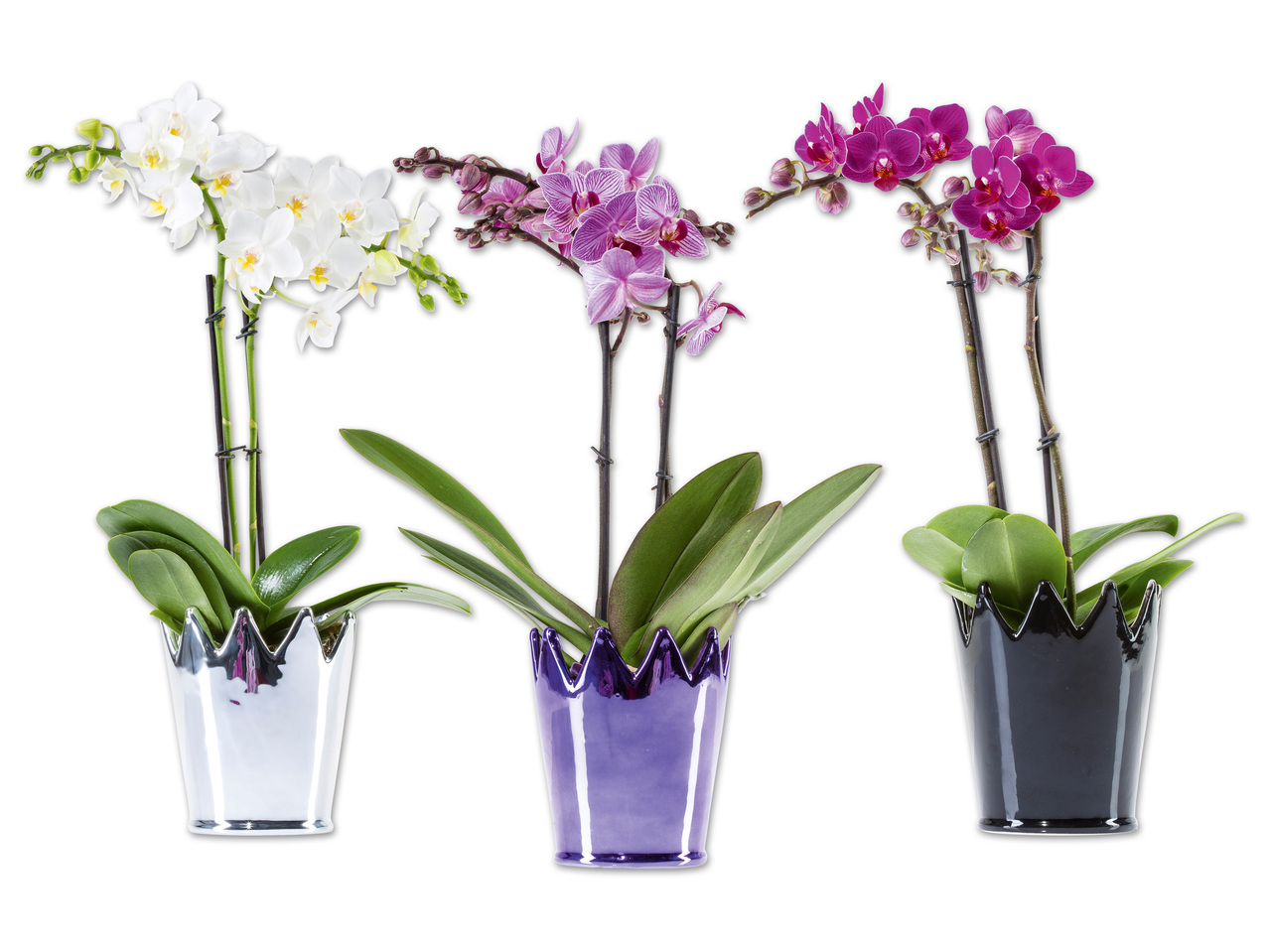 Phalaenopsis im Keramiktopf