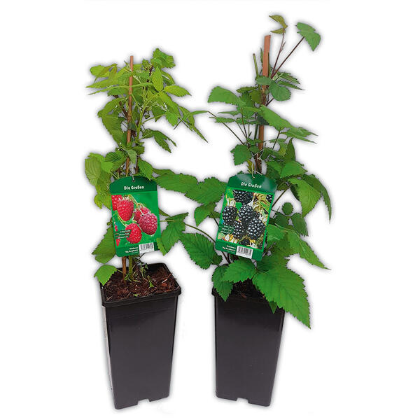 Himbeeren / Brombeeren XL – die Großen