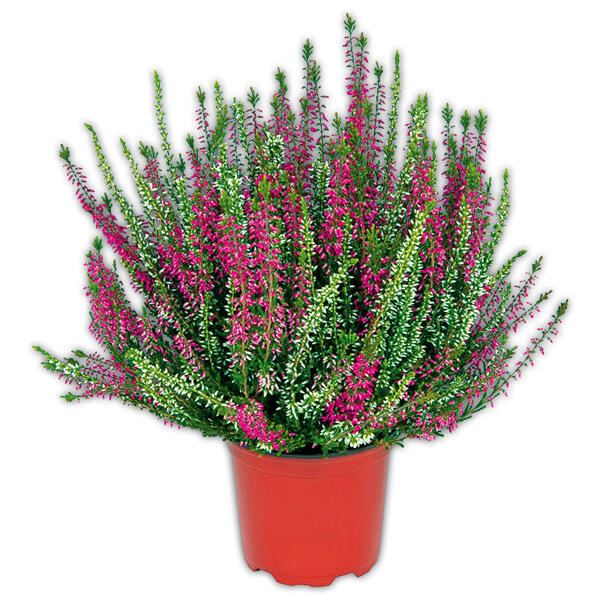 Heidekraut Calluna Twin-Girls zweifarbig