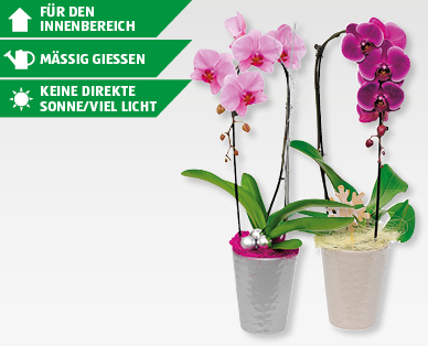 GARDENLINE(R) Phalaenopsis "Cascade"