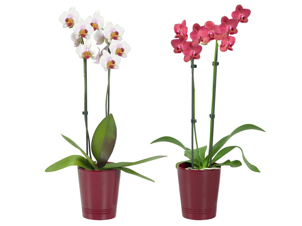 Phalaenopsis 2-Trieber in Keramik