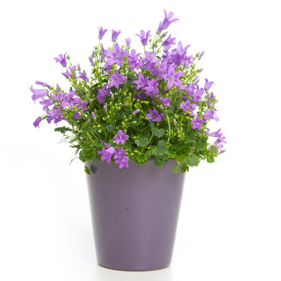 Campanule