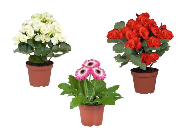 Plantes fleuries dans des sachets décoratifs