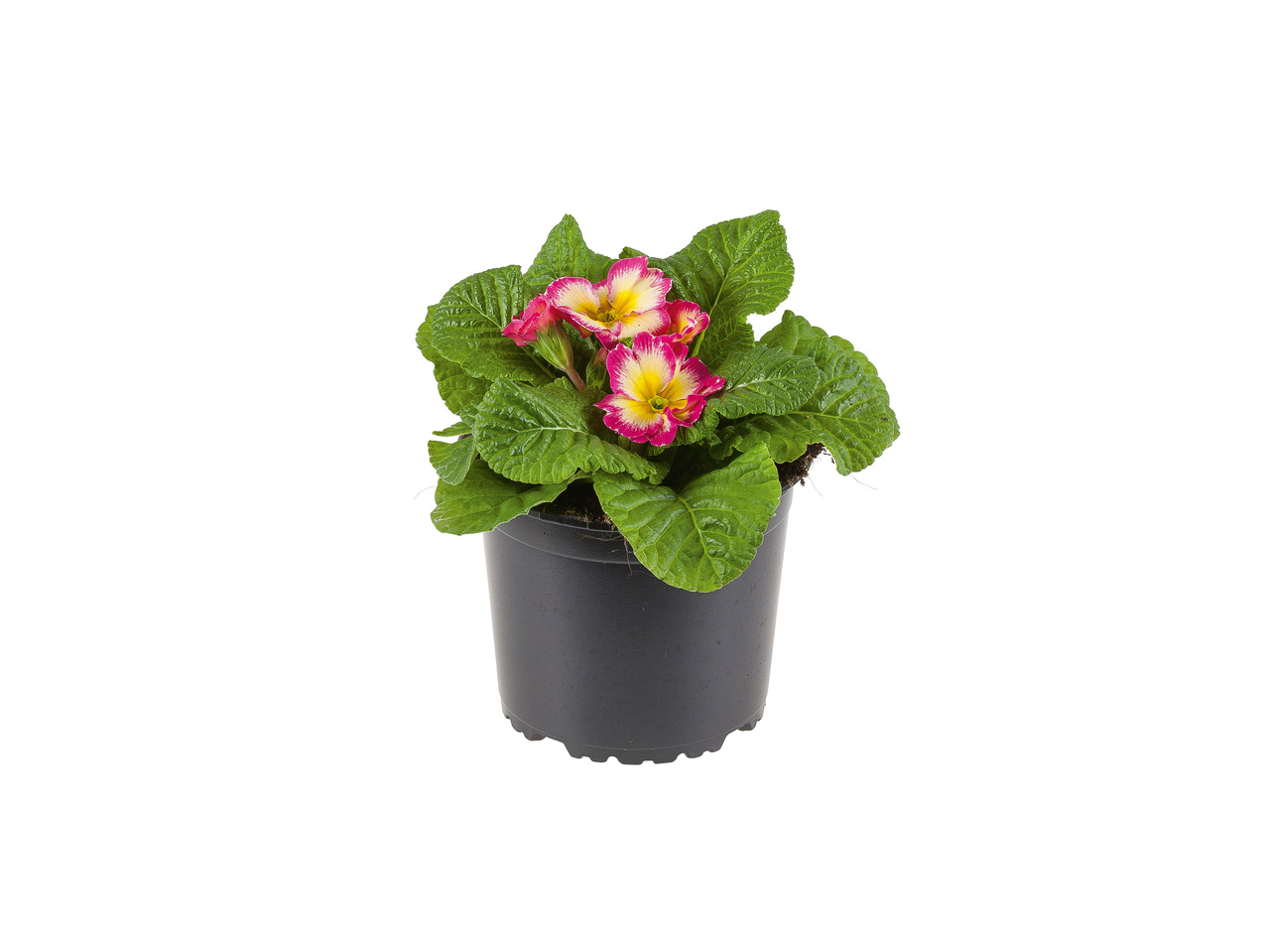 Primulas em vaso - Lidl - Portugal - Specials archive