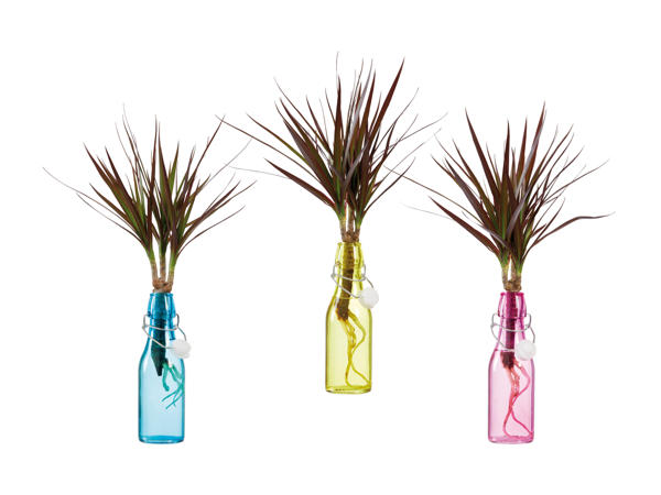 Dracaena dans une bouteille à bouchon mécanique