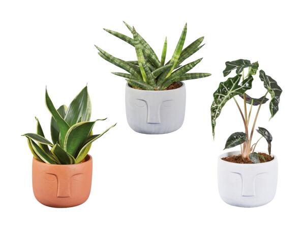 Plante verte dans un pot "visage" en céramique