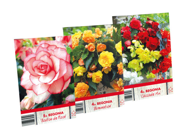 Begonia Bulbs