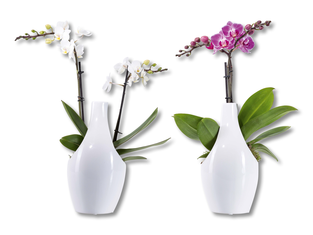 Phalaenopsis en pot céramique design