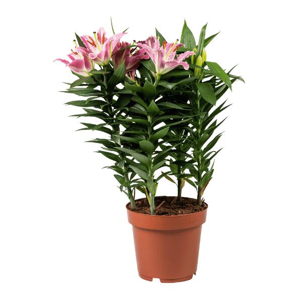 GARDENLINE(R) 				Lys oriental
