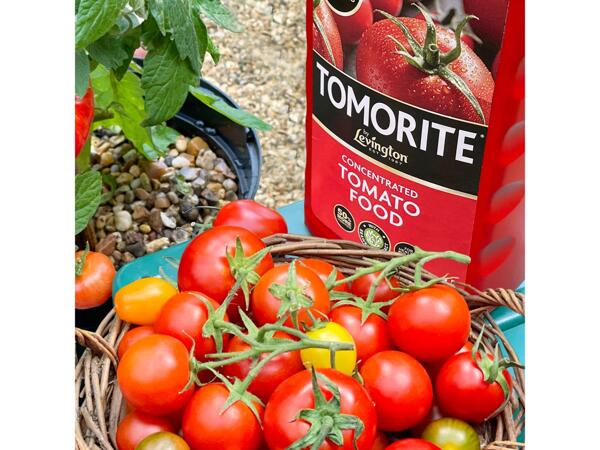 Levington Tomorite/​1L Miracle-Gro Pour & Feed