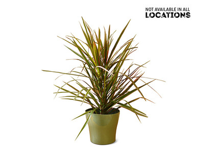6" Foliage