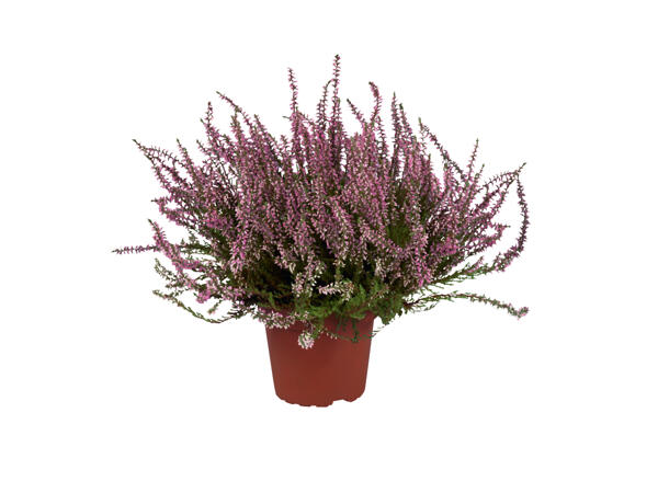 Autumn Heather