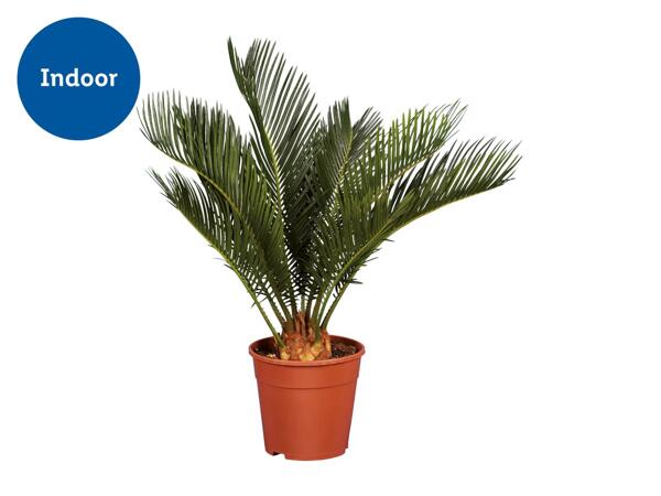 Assorted Palms