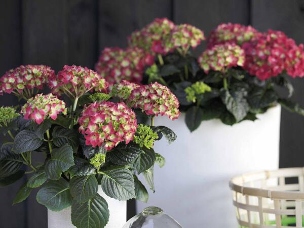 Havehortensia