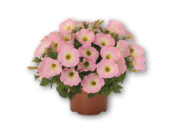 Petunia