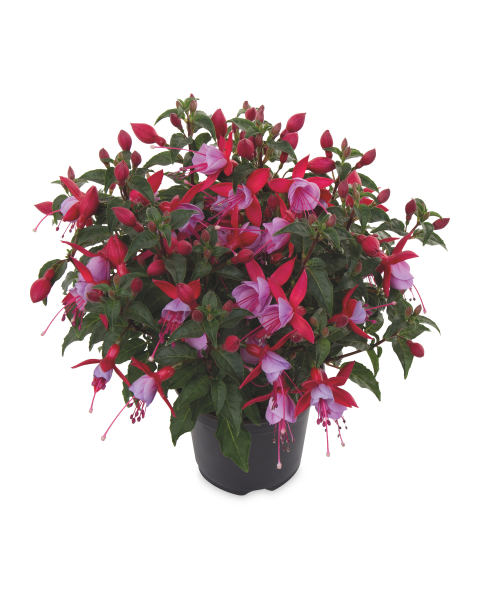 Bella Fuchsia 4 Pack