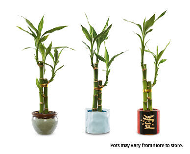 Lucky Bamboo