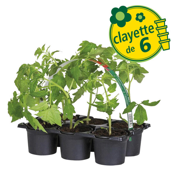 Plants de tomates