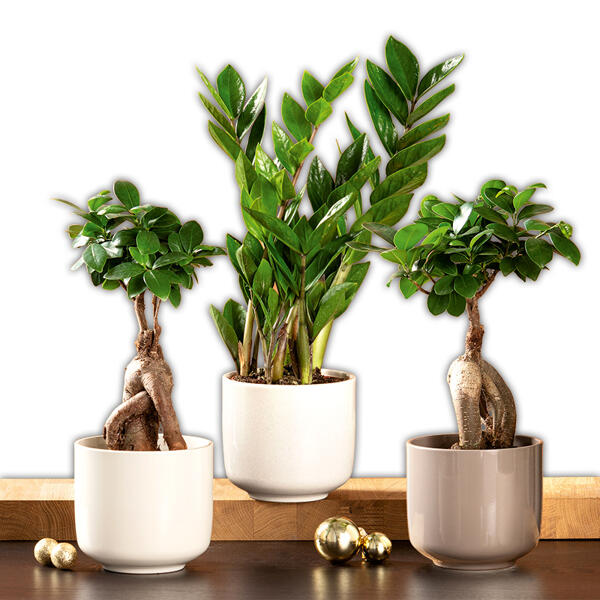 Glücksfeder Zamioculcas / Ficus Ginseng