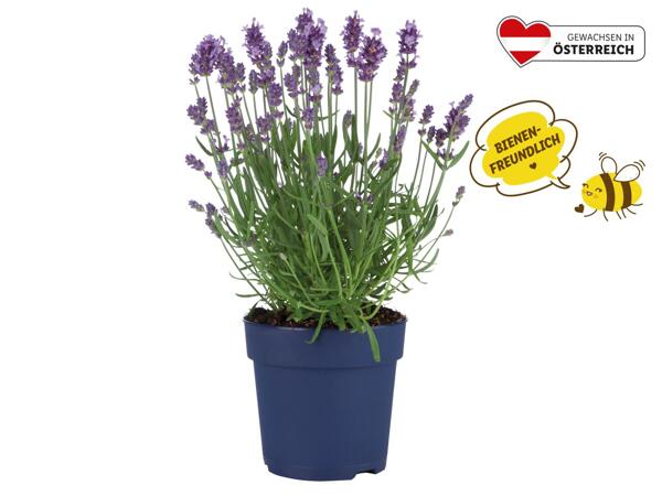 Lavendel Angustifolia