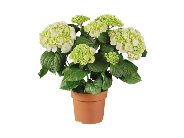 Hydrangea