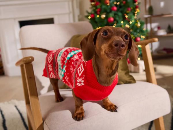 Christmas Dog Jumper