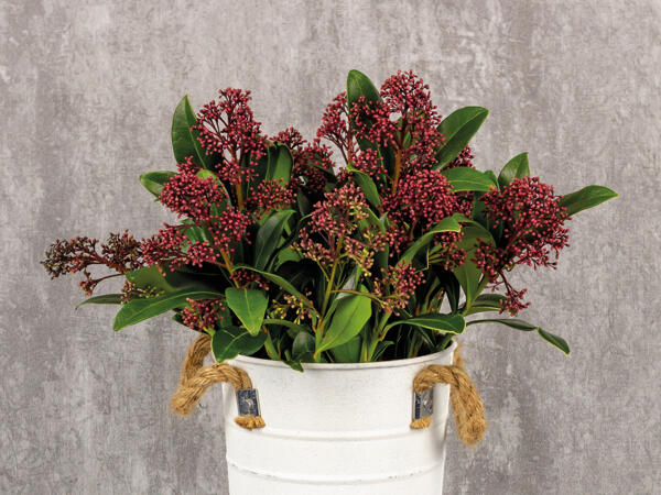 Skimmia