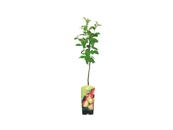Dwarf Fruit Trees