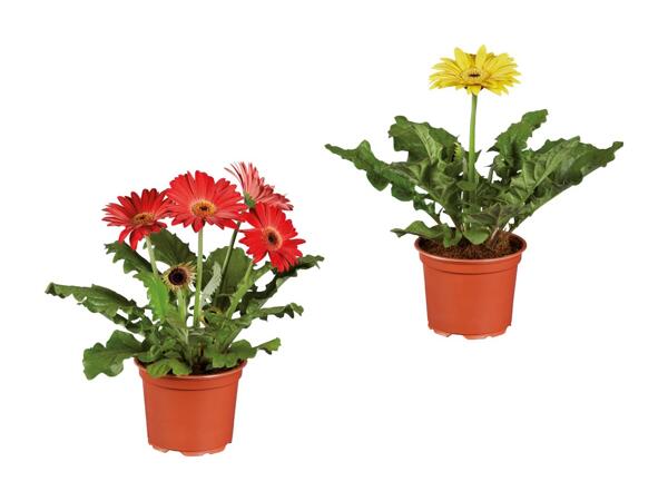 Plantes fleuries dans un sachet décoratif