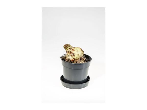 Grow Your Own Amaryllis