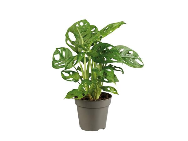 Monstera 'Monkey Leaf'