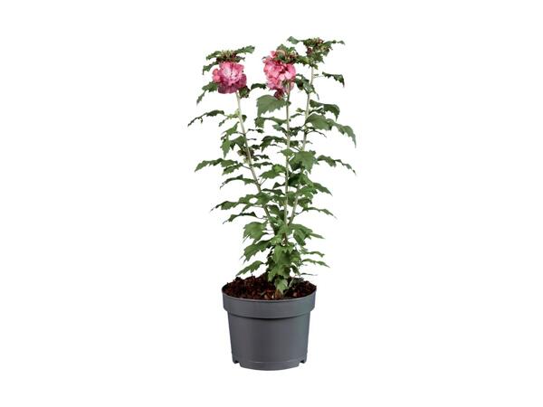 Hibiscus Mix