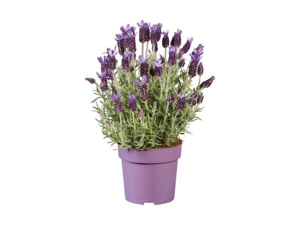 Large French Lavender