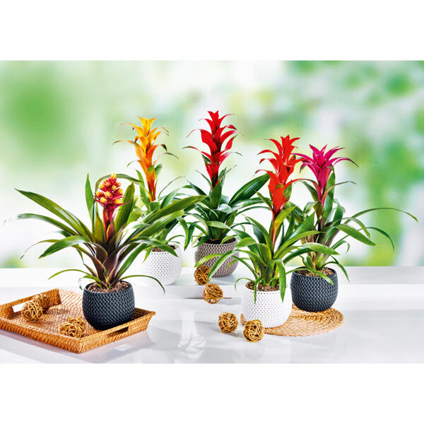 Bromelien-Besonderheit