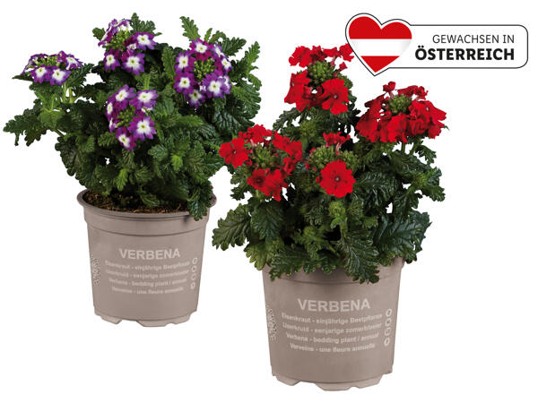 Verbene