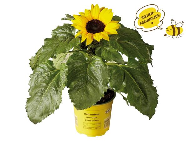 Sonnenblume