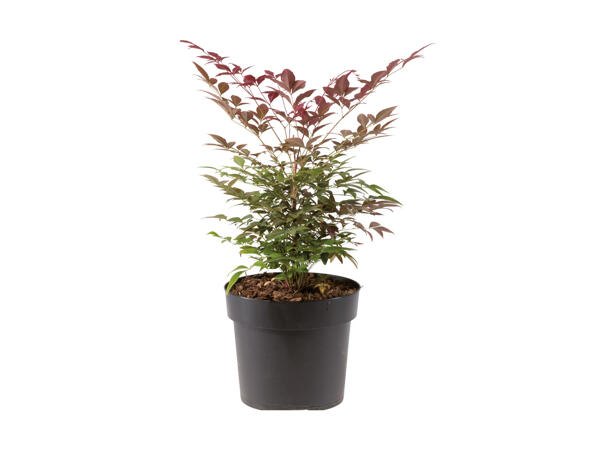 Nandina Domestica "Himmelsk Bambu"