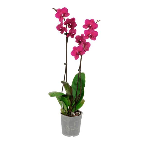 Orchidée